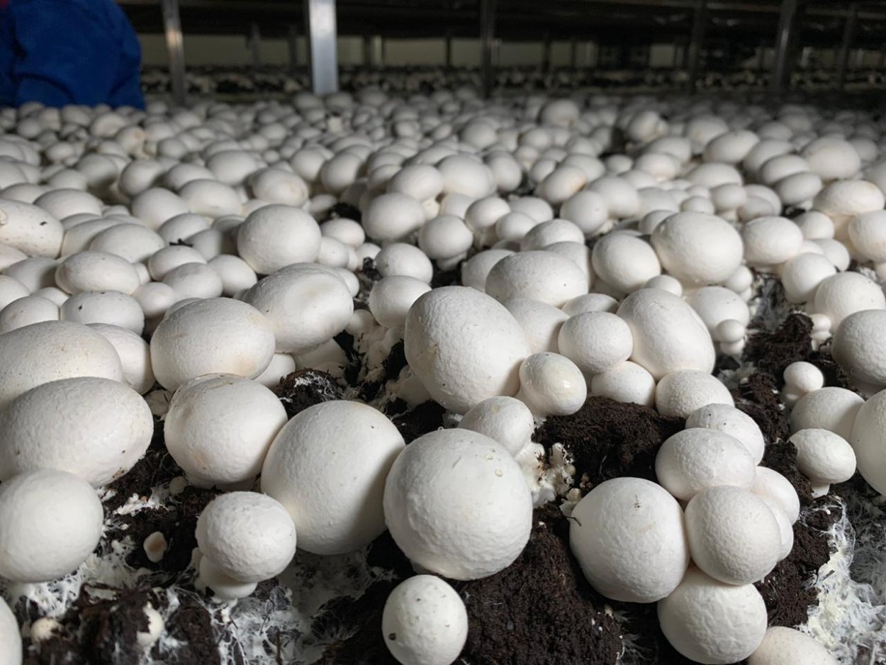 «Грибной комплекс Каскад» (выращивание и продажа грибов)