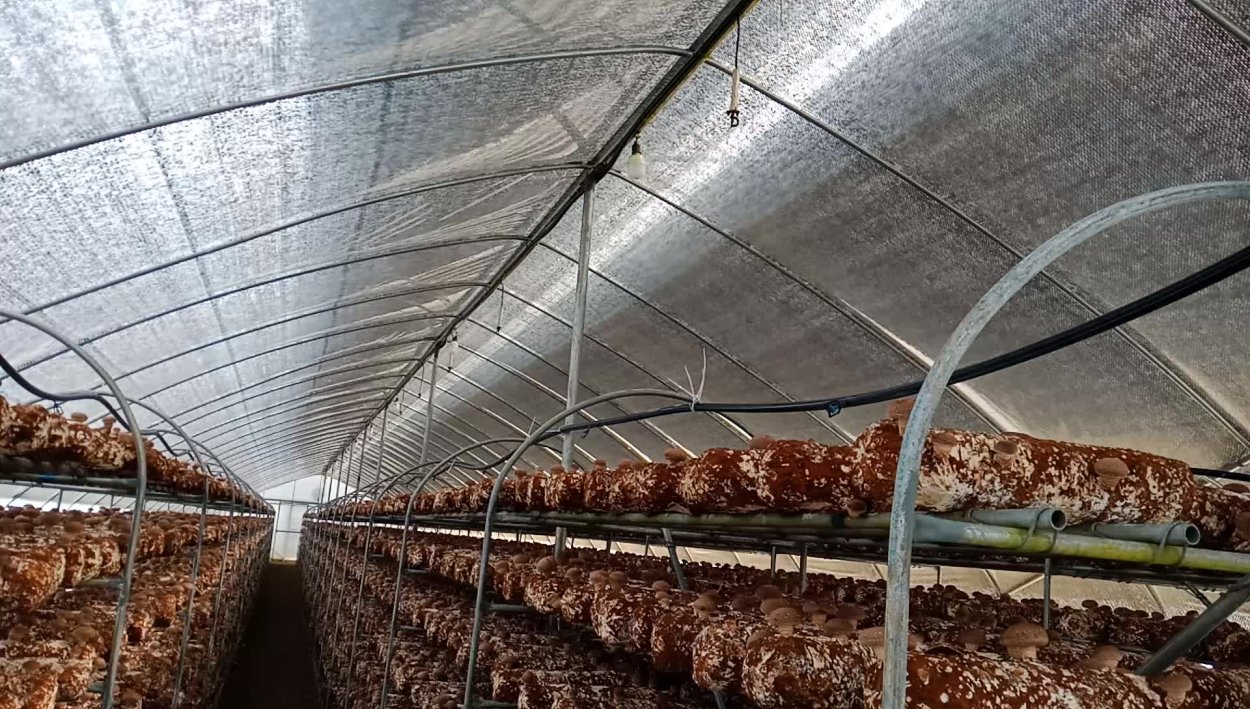 Теплица для шампиньонов