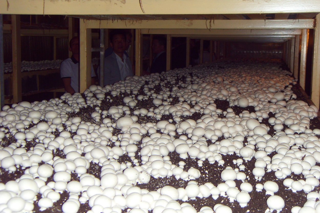 Сорокино грибная ферма