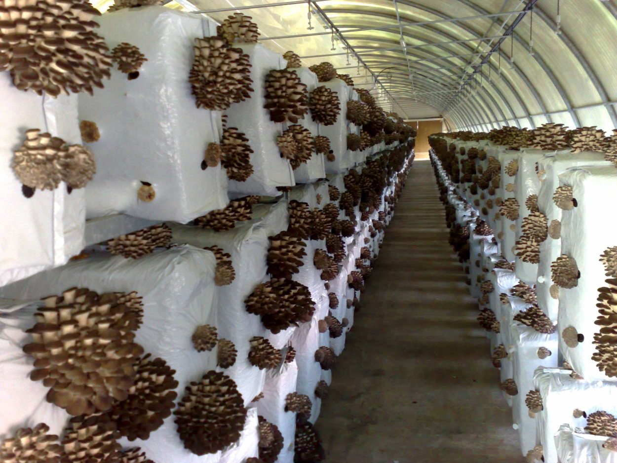 Выращивание грибов вешенка