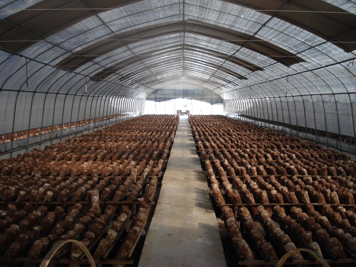 Теплица для грибов