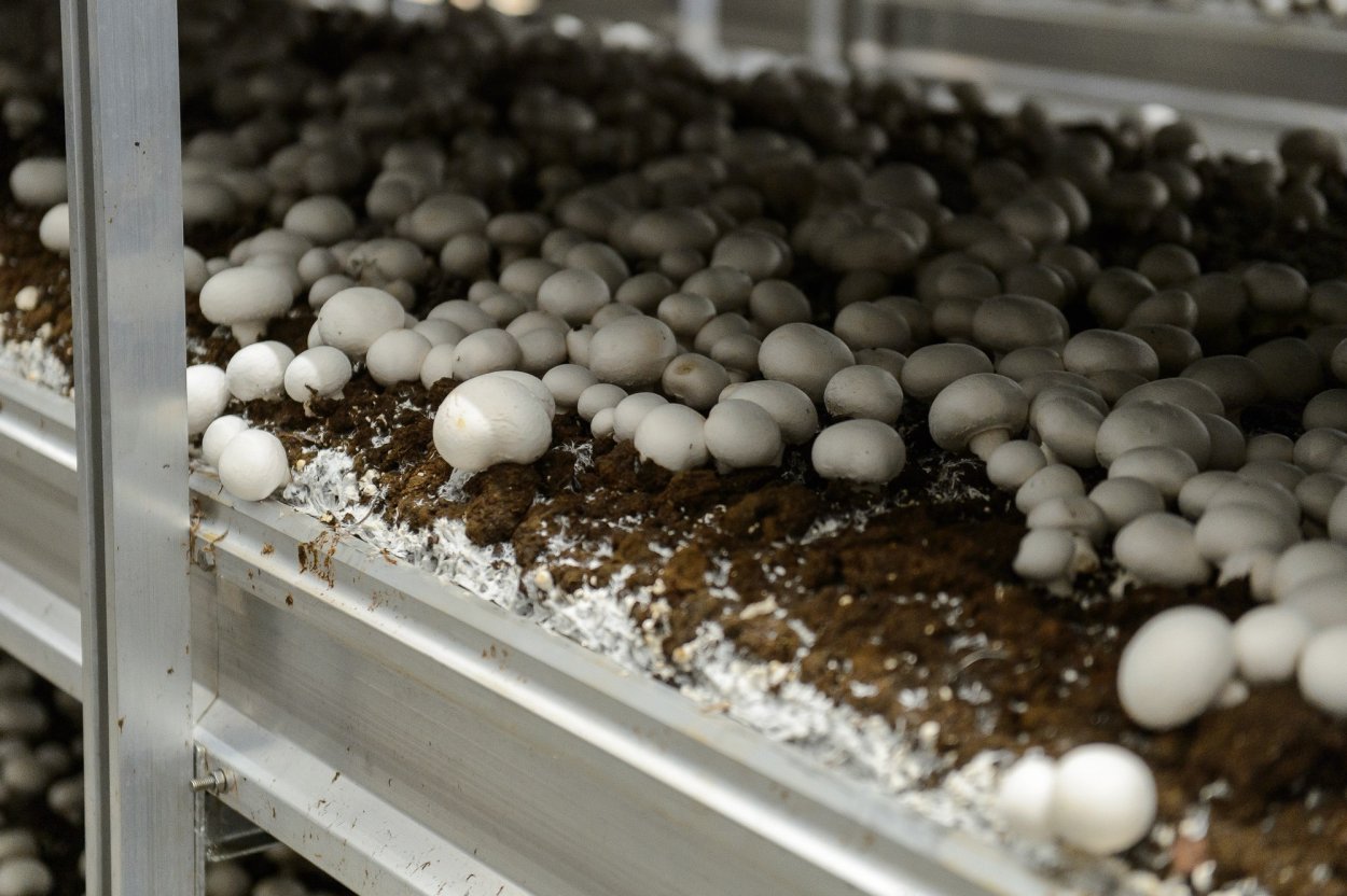 ООО Воронежский шампиньон