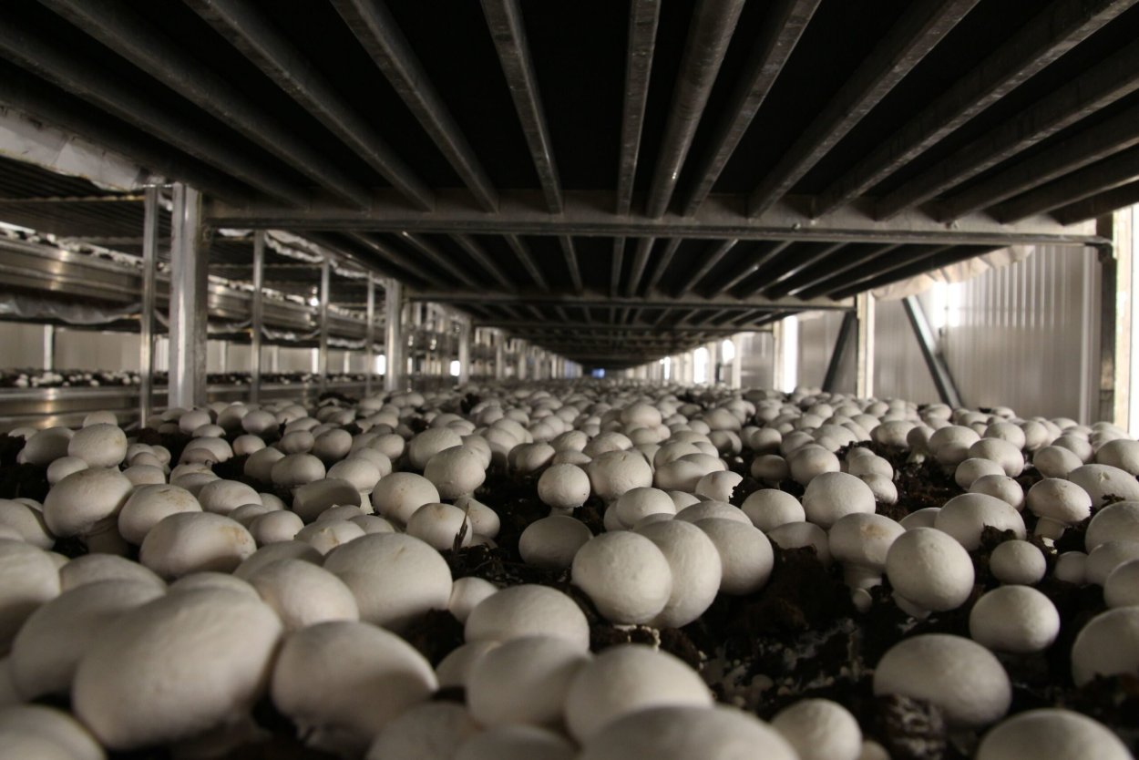 Грибы ферма шампиньоны