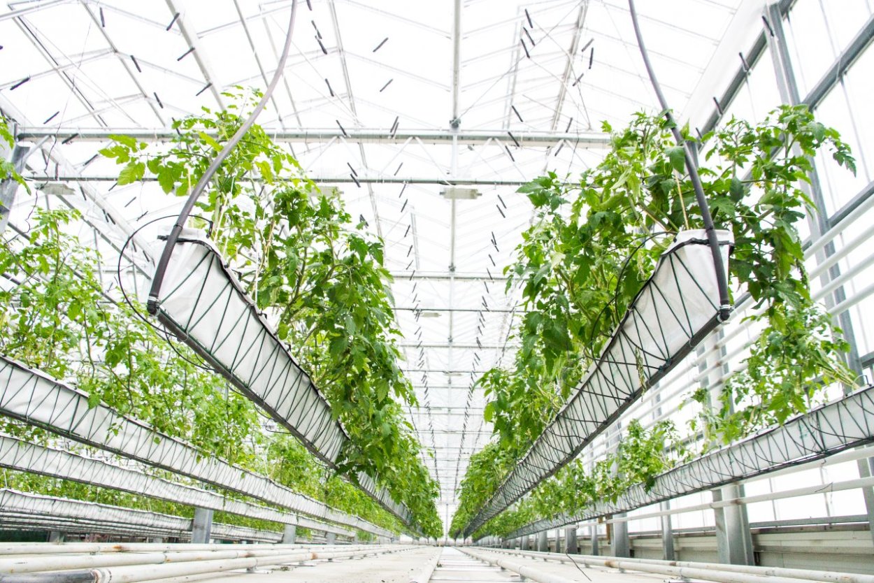 Теплица вертикальная Гринхаусес