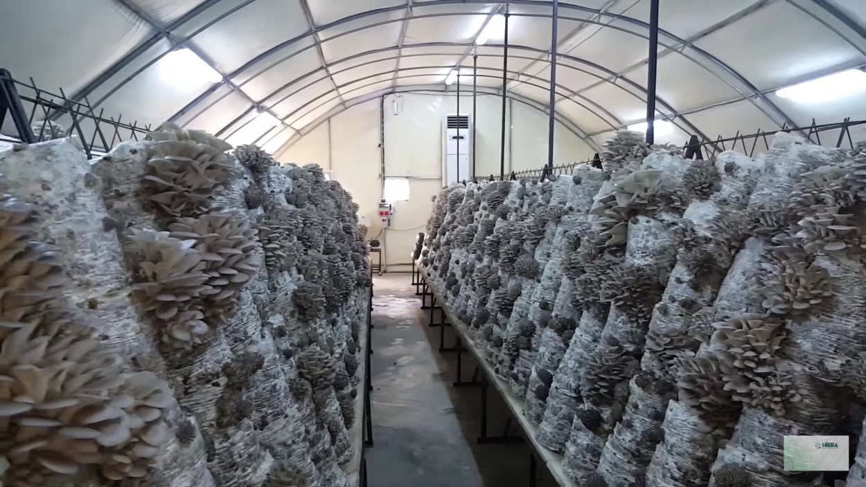 Теплицы грибов вешенка