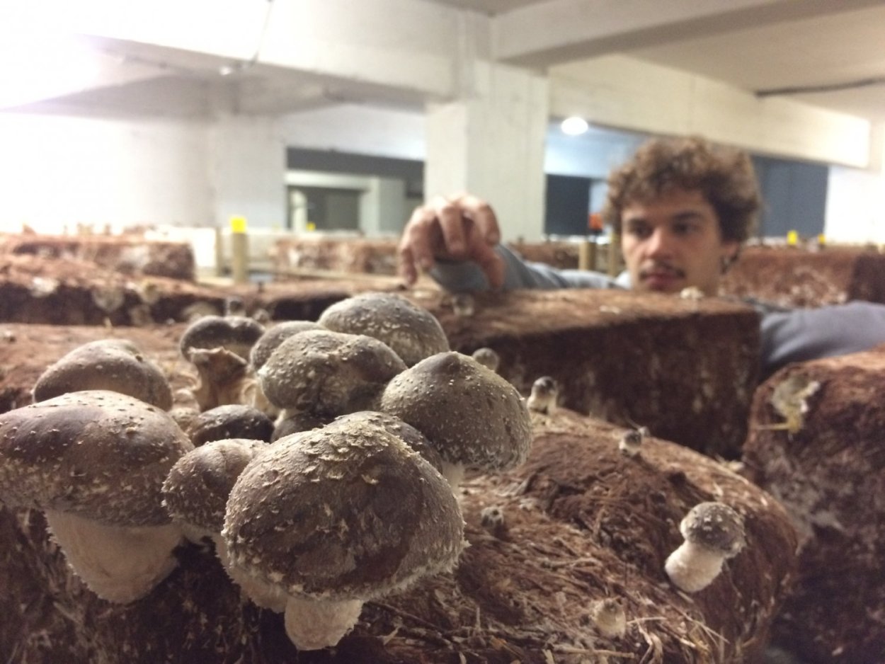 Грибная ферма грибница