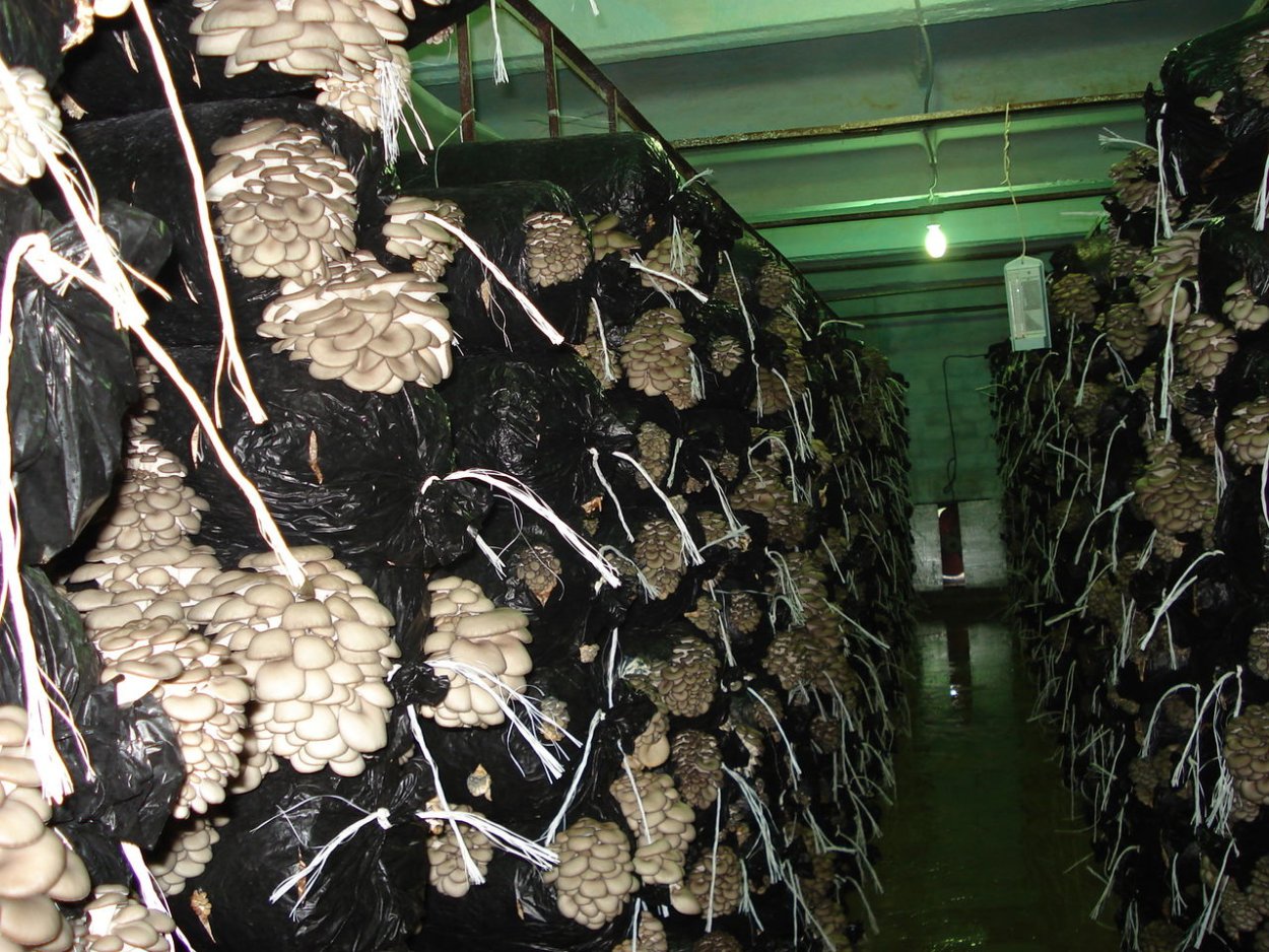 Вешенки грибы выращивание