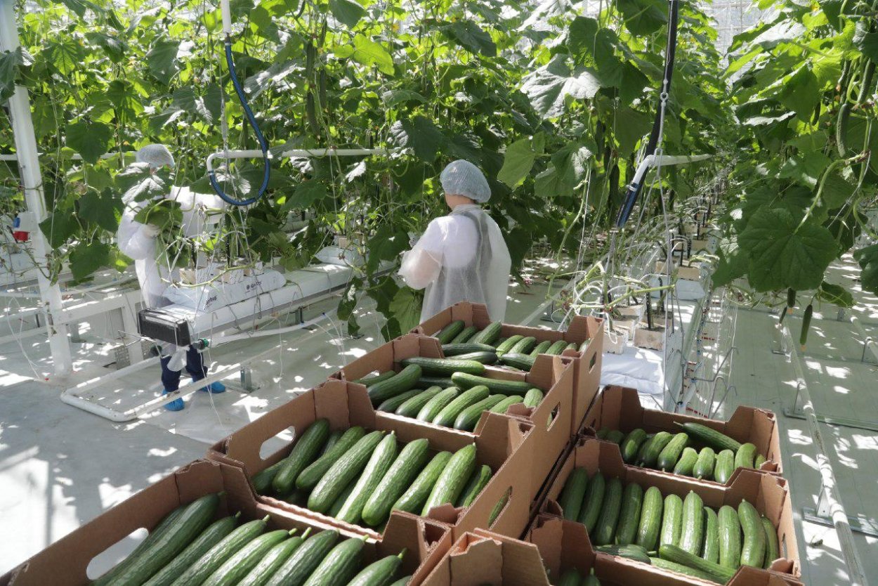 Агрокомплекс Иванисово огурцы