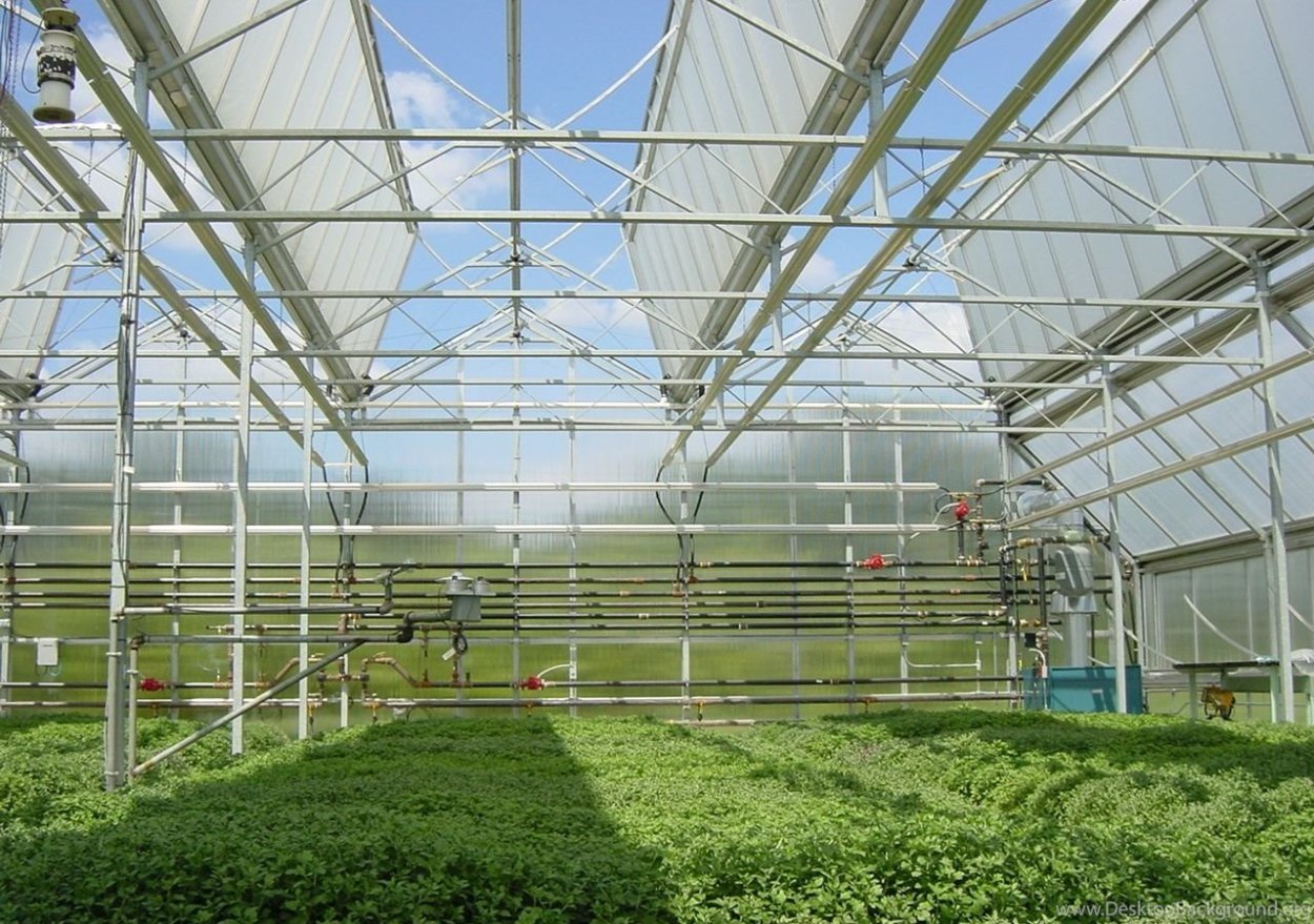 Голландская теплица Venlo