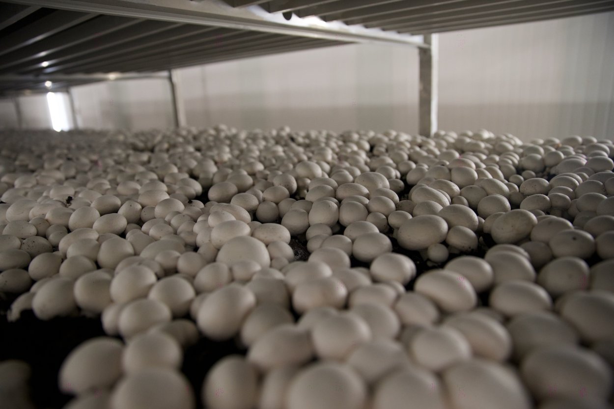 Теплица для шампиньонов