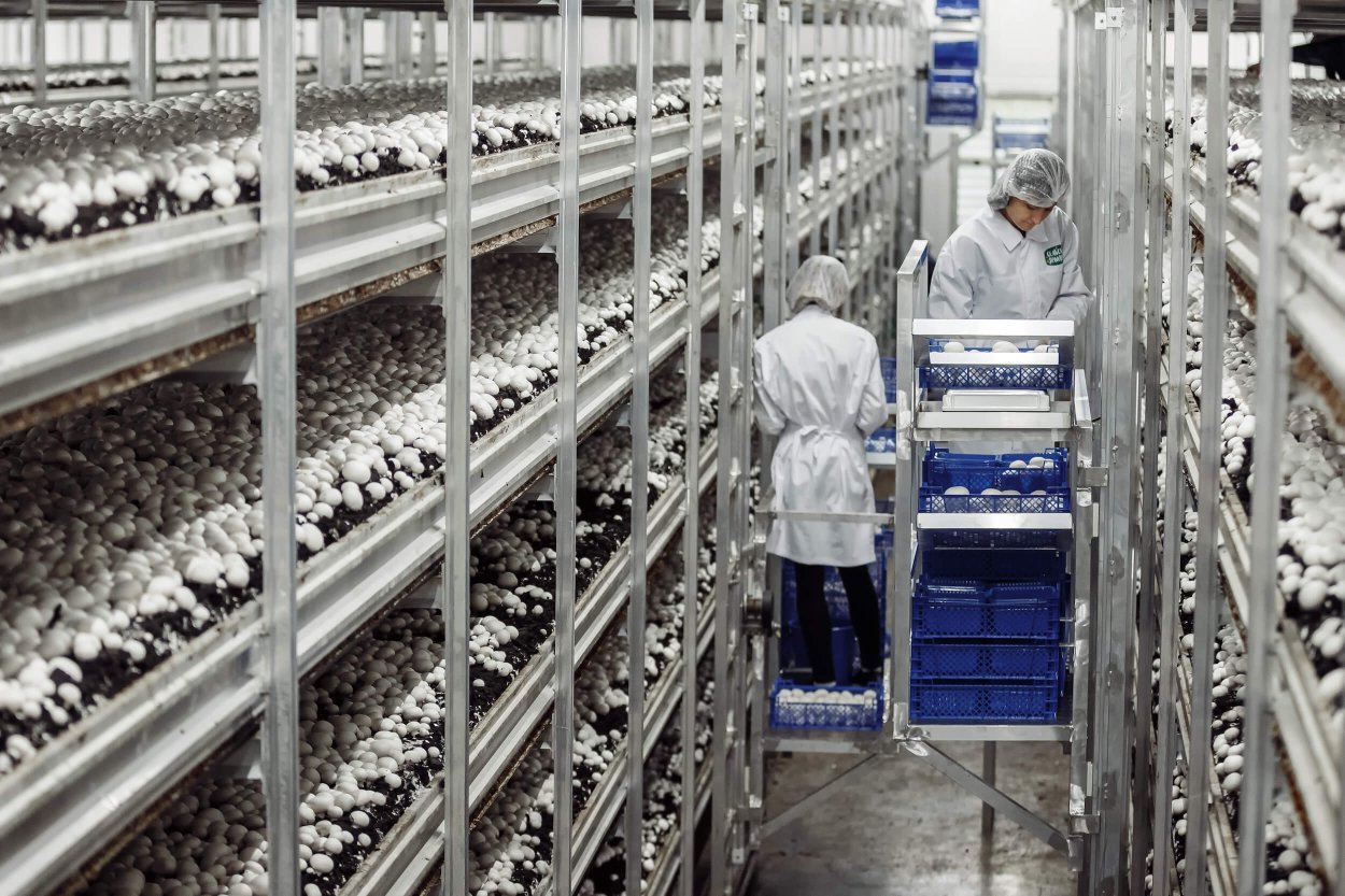 Грибной комплекс Васюринская