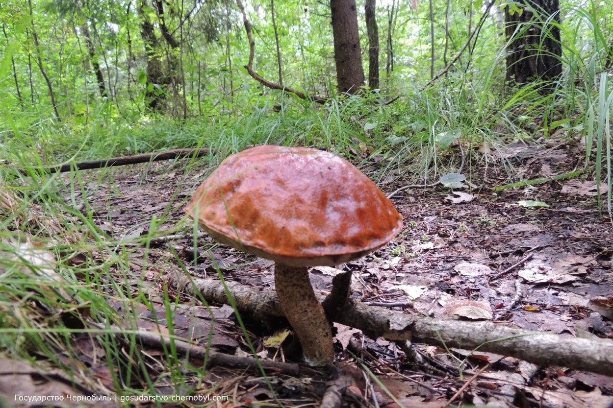 Чернобыль мутации грибов