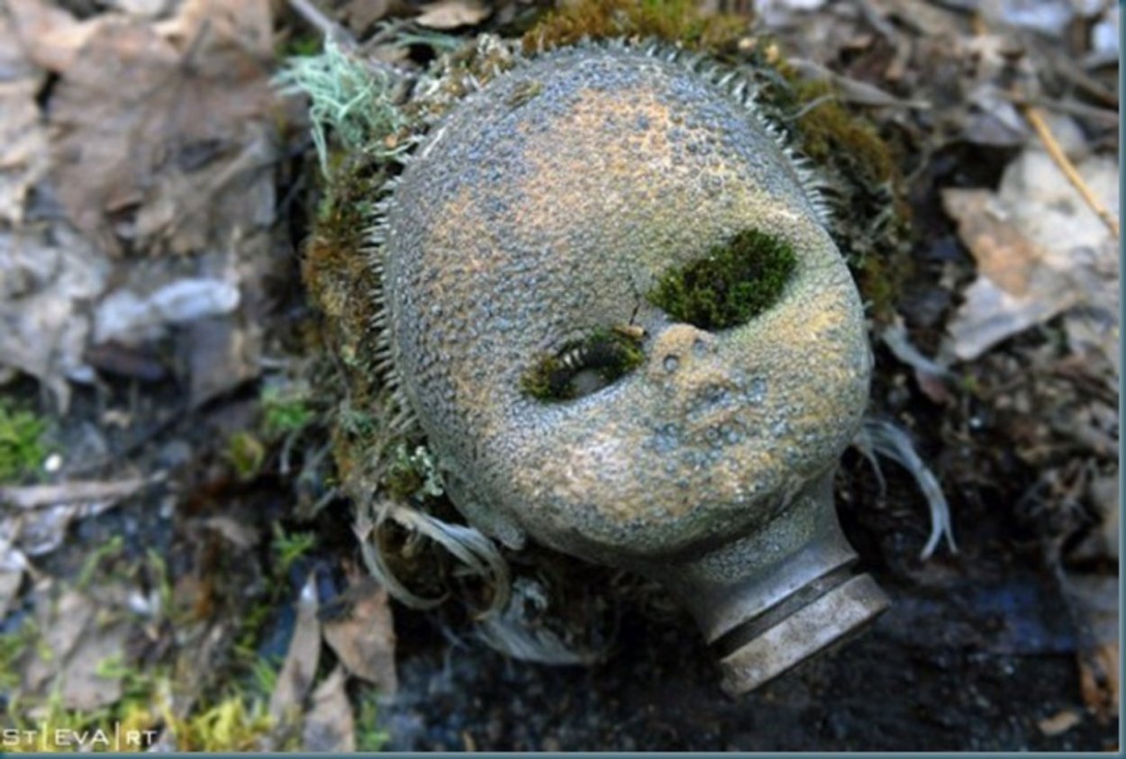 Грибы в зоне отчуждения