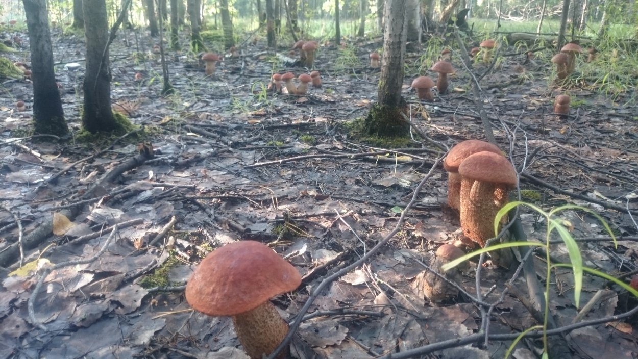 Грибы в заповеднике Нургуш