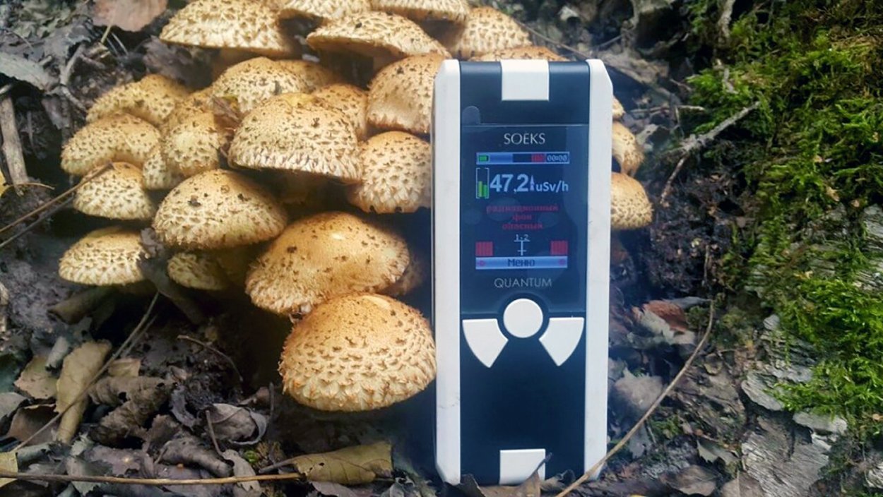 Грибы прикол