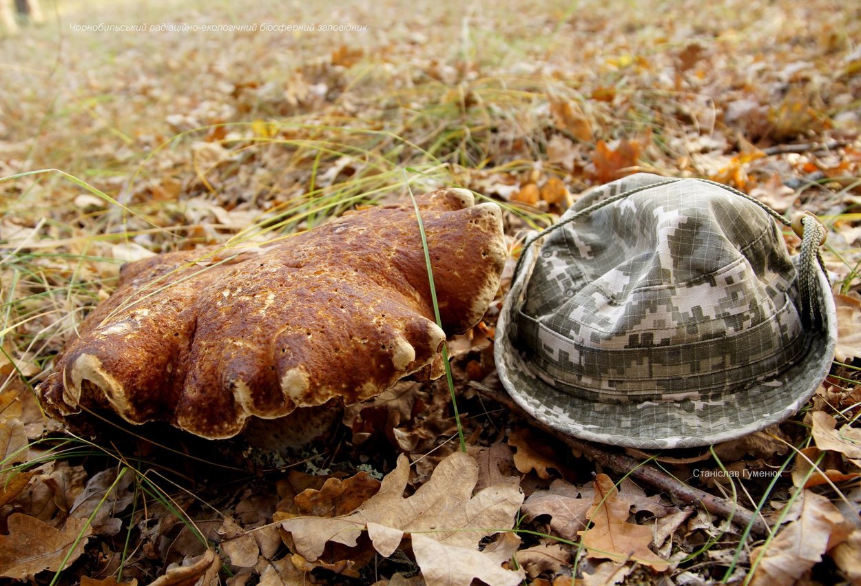 Дождевик гигантский