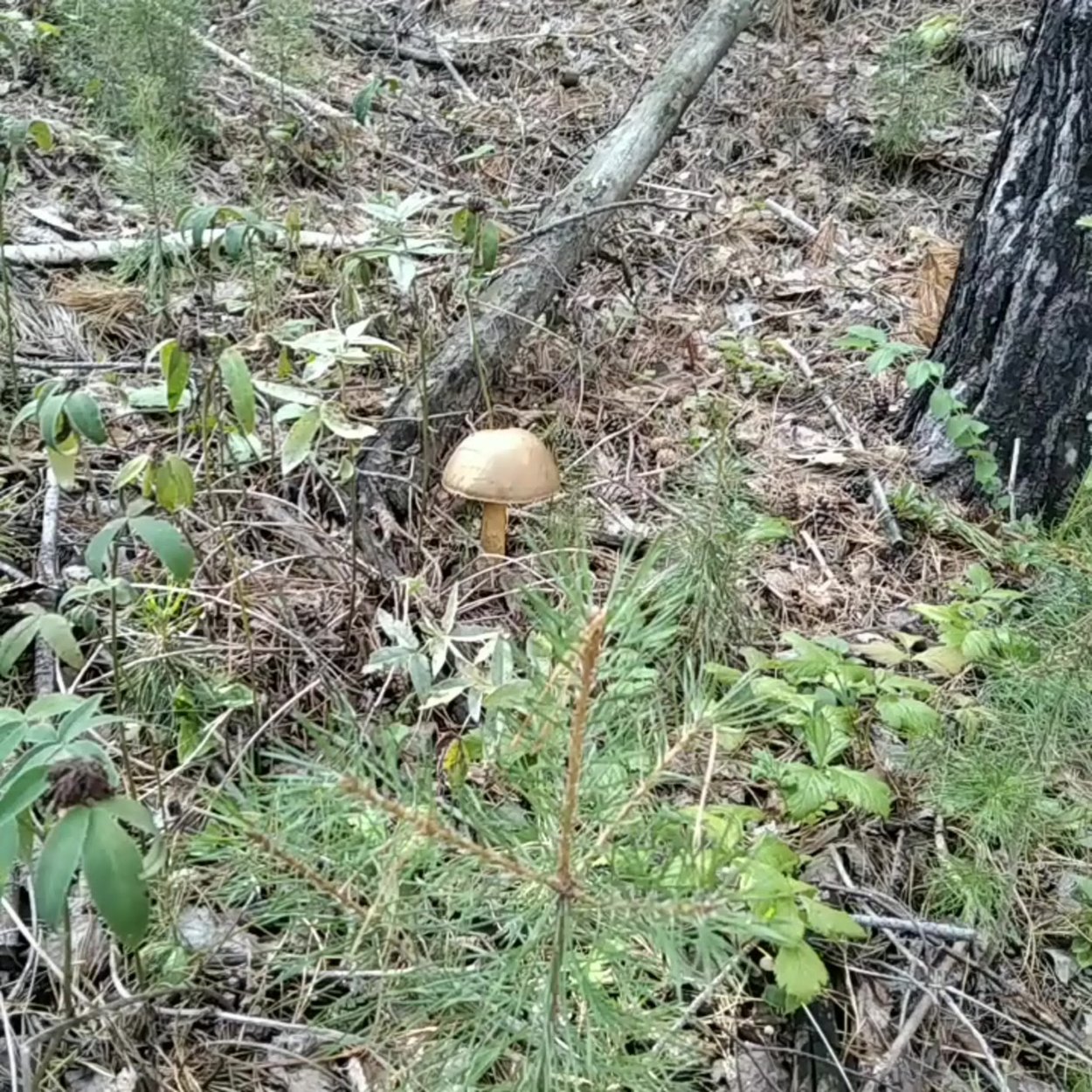 Грибы в лесу фото черно белое