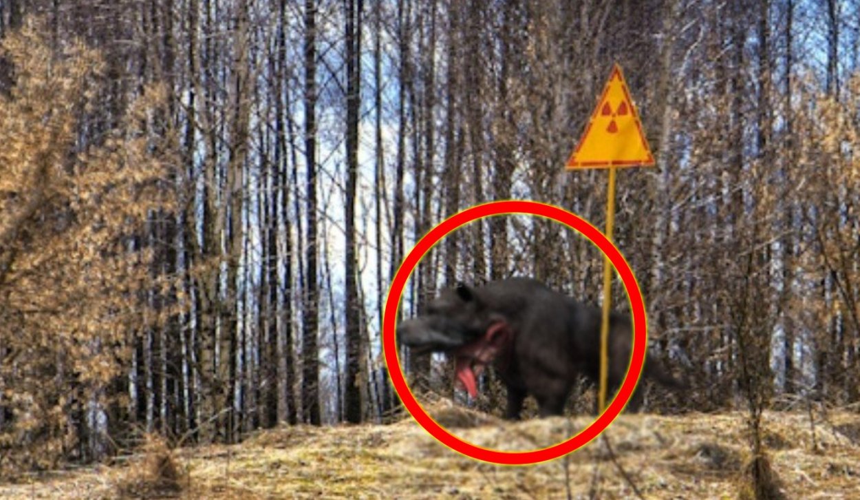 Радиоактивные грибы