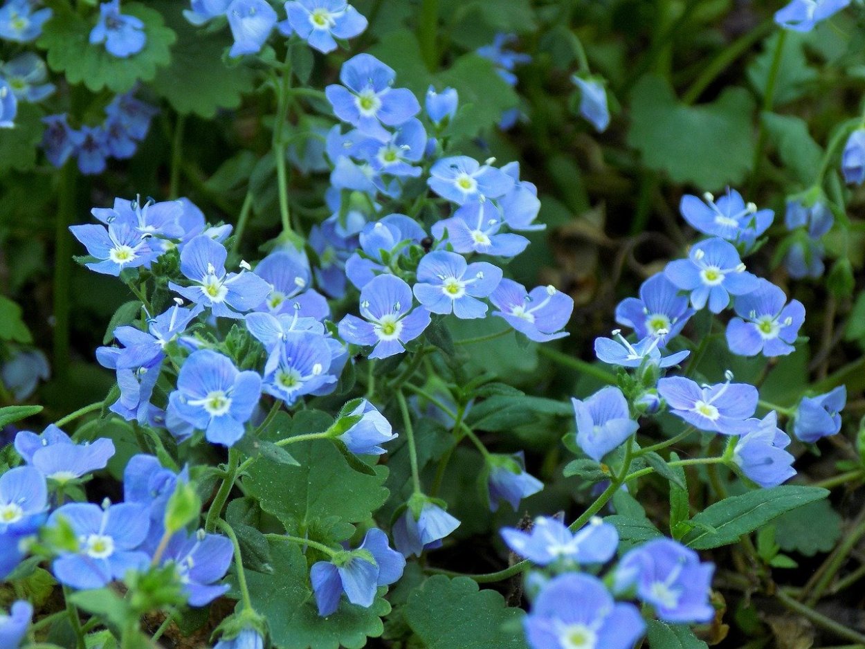 Маленькие голубые полевые цветочки