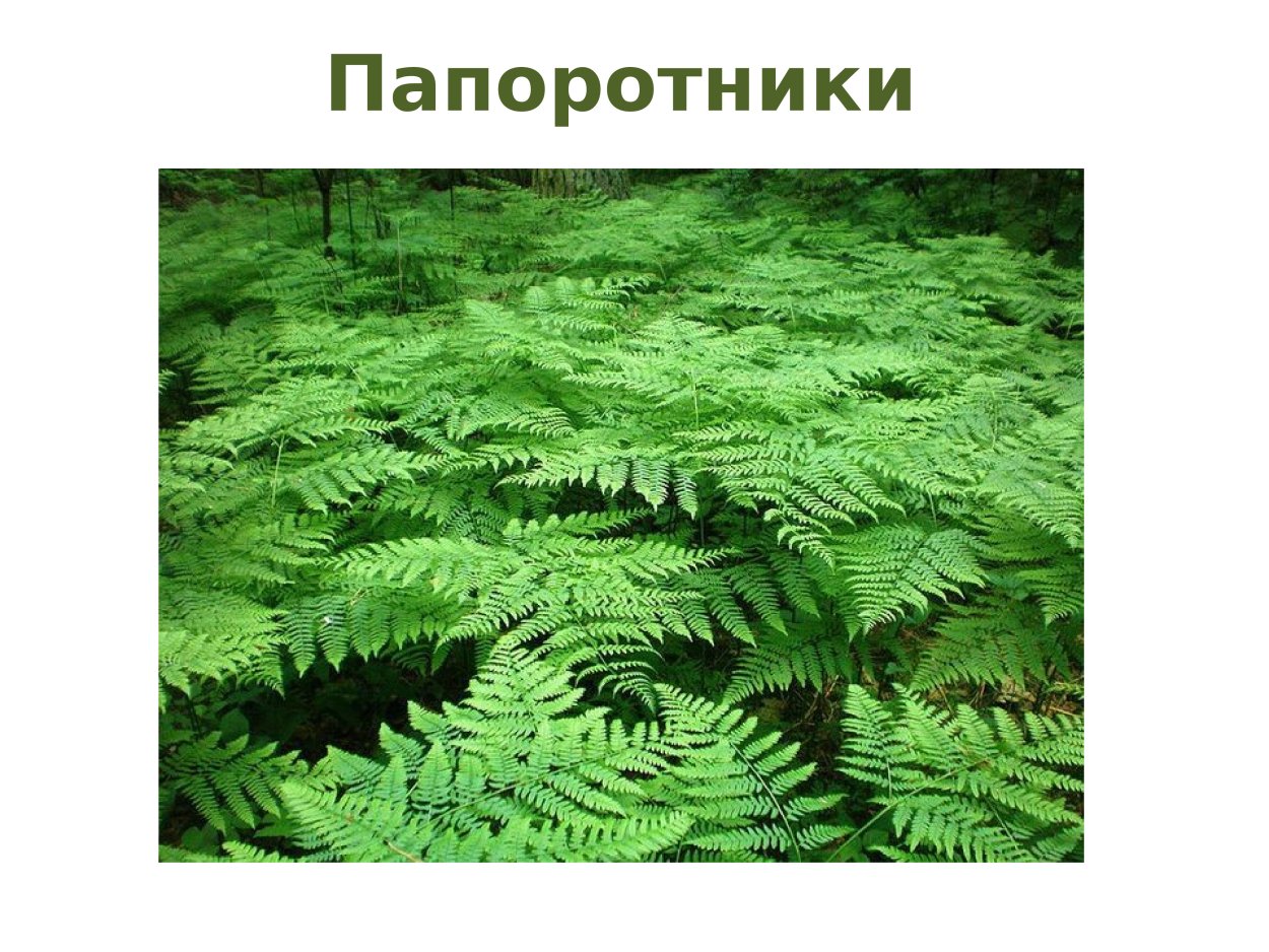Описание листа папоротника