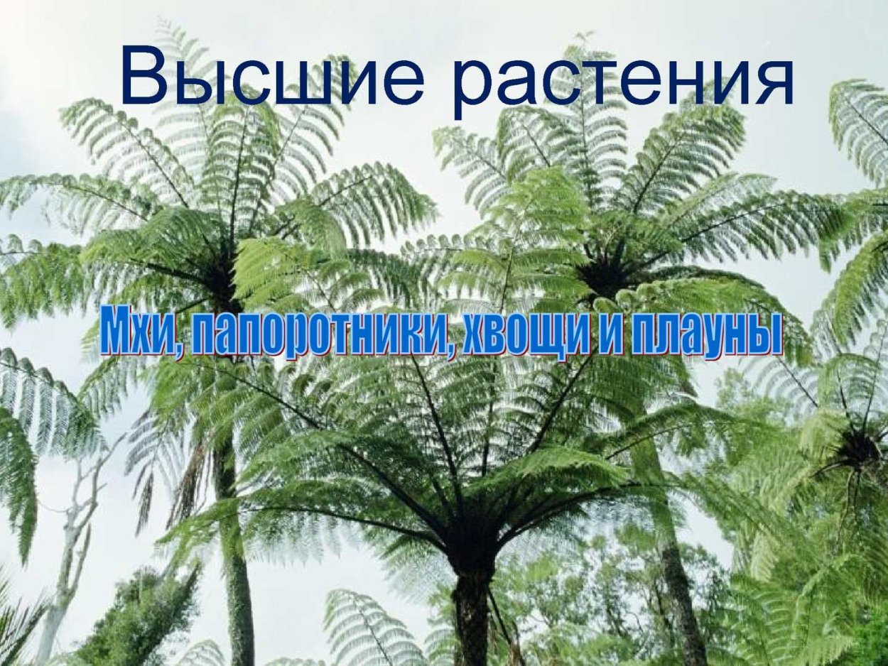 Представители папоротникообразных