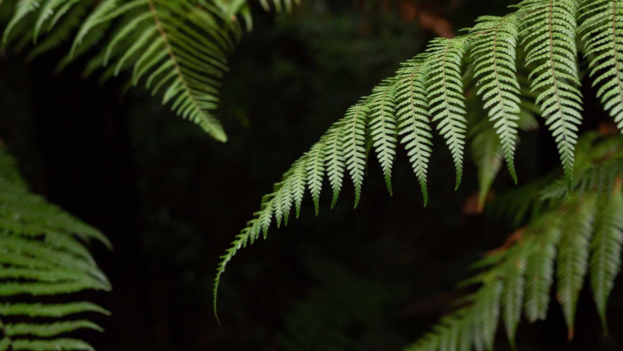 Папоротниковый Тип леса