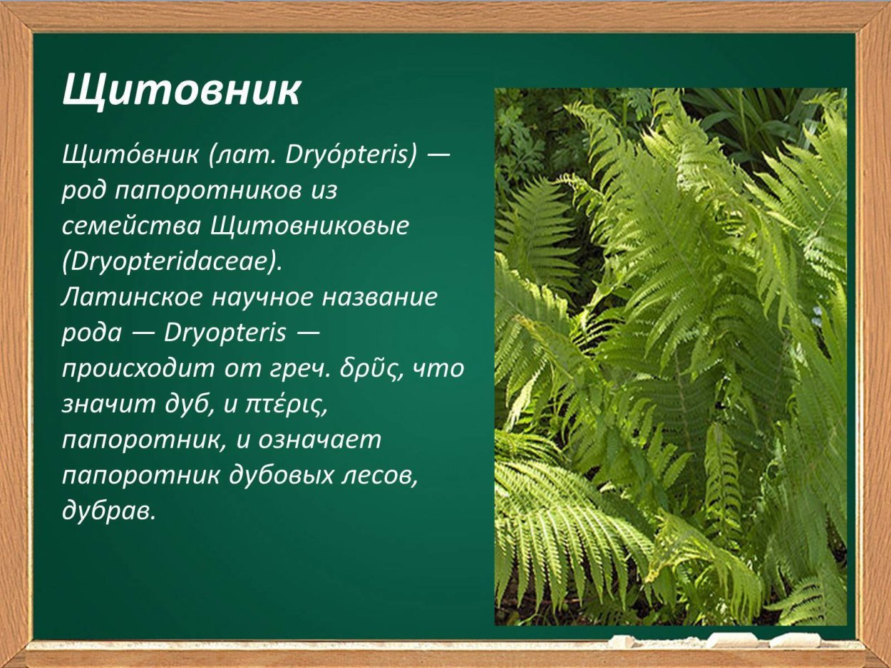 Папоротник Щитовник презентация