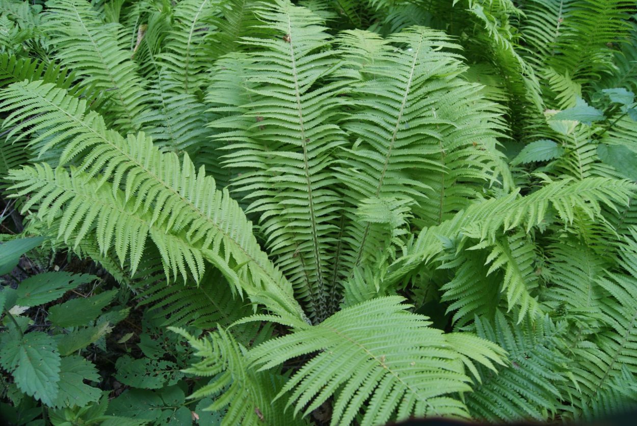 Папоротники лианы