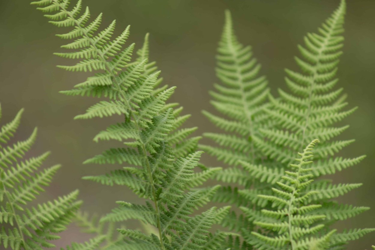 Папоротник Циатея