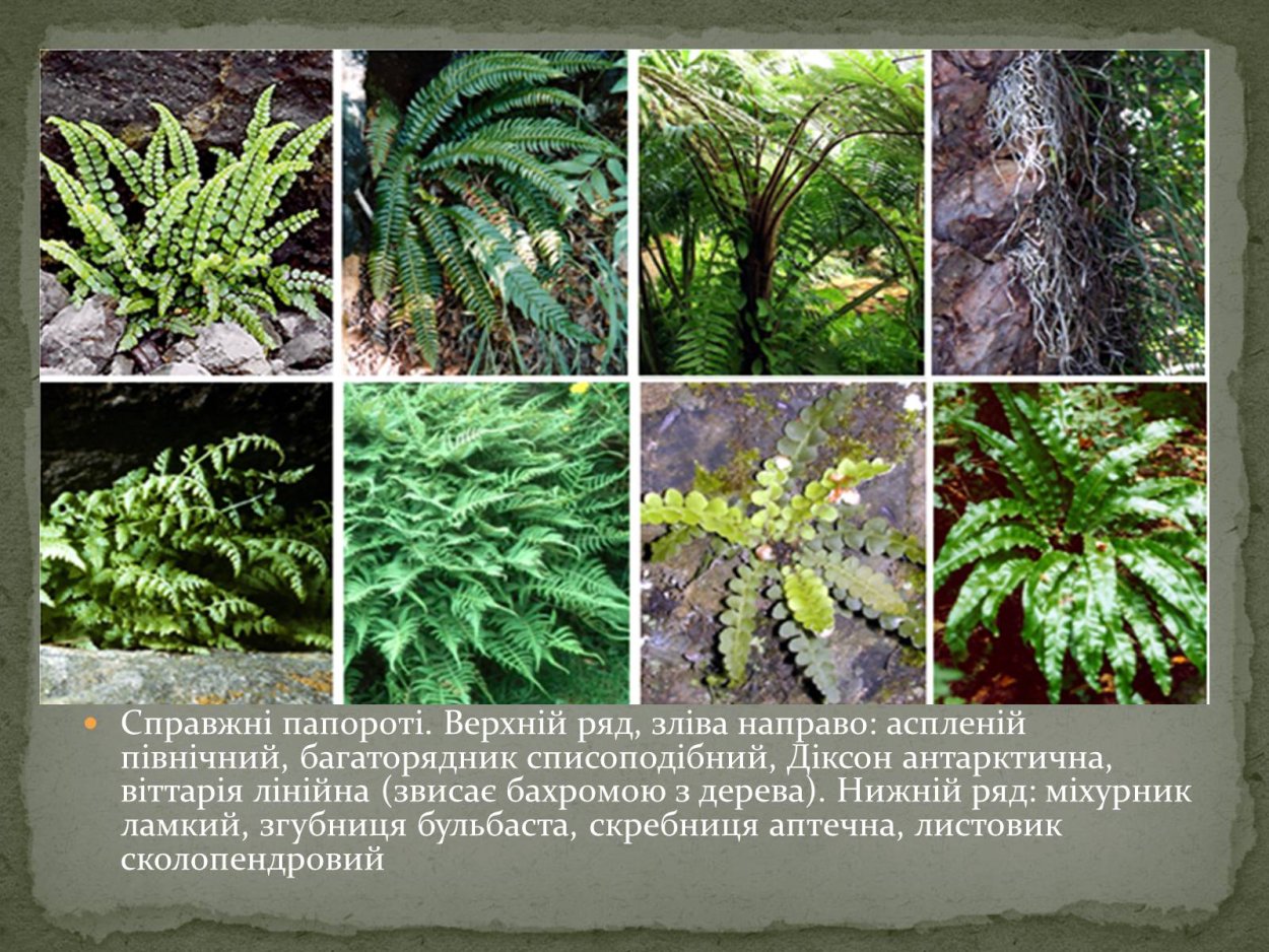 Многорядник Брауна