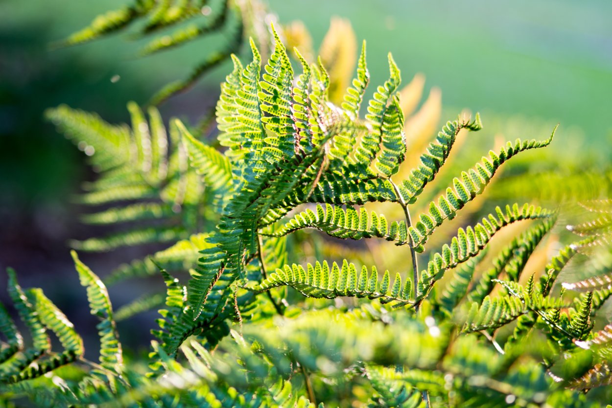 Экосистема тропического леса