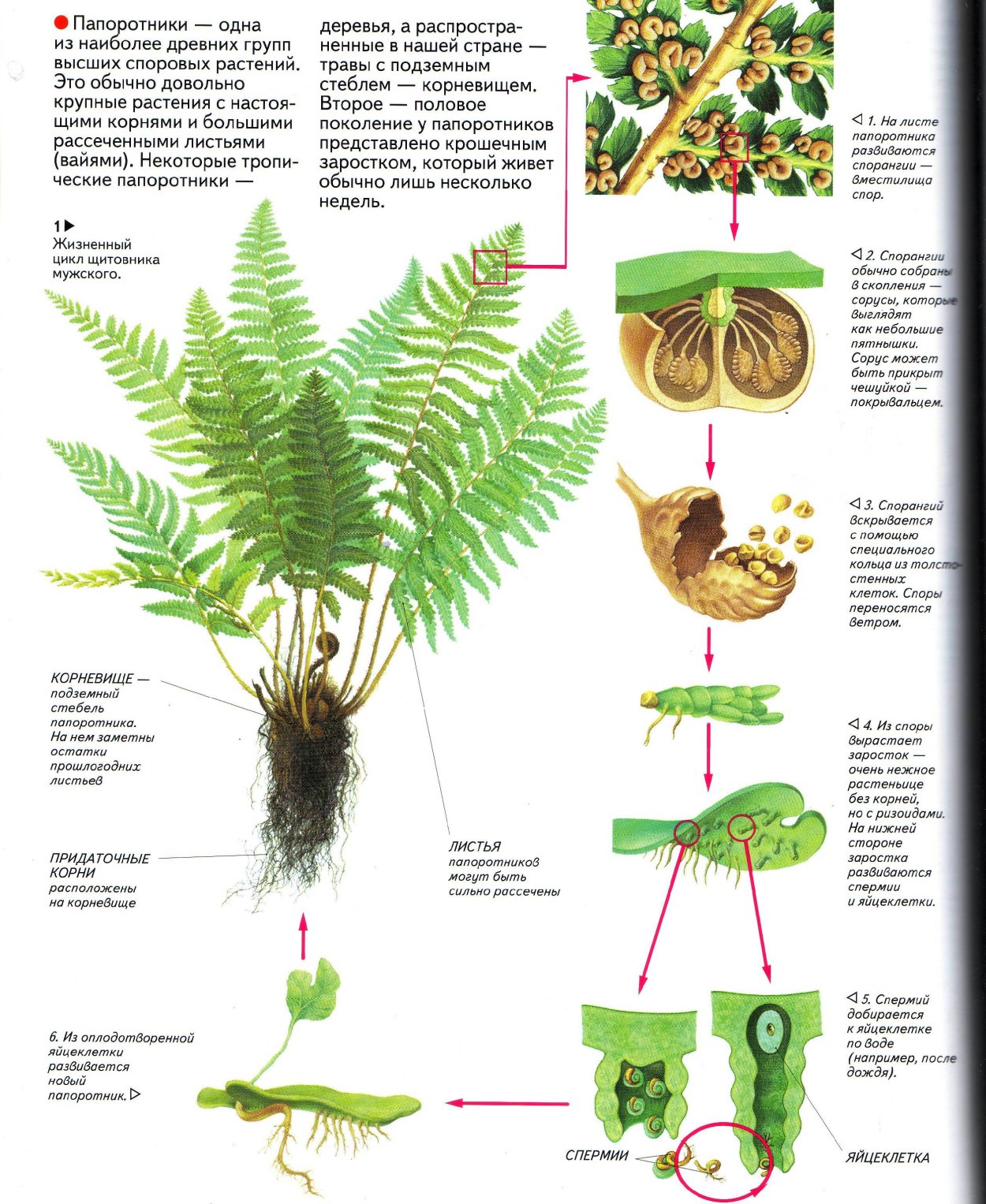 Споровые растения Папоротниковидные