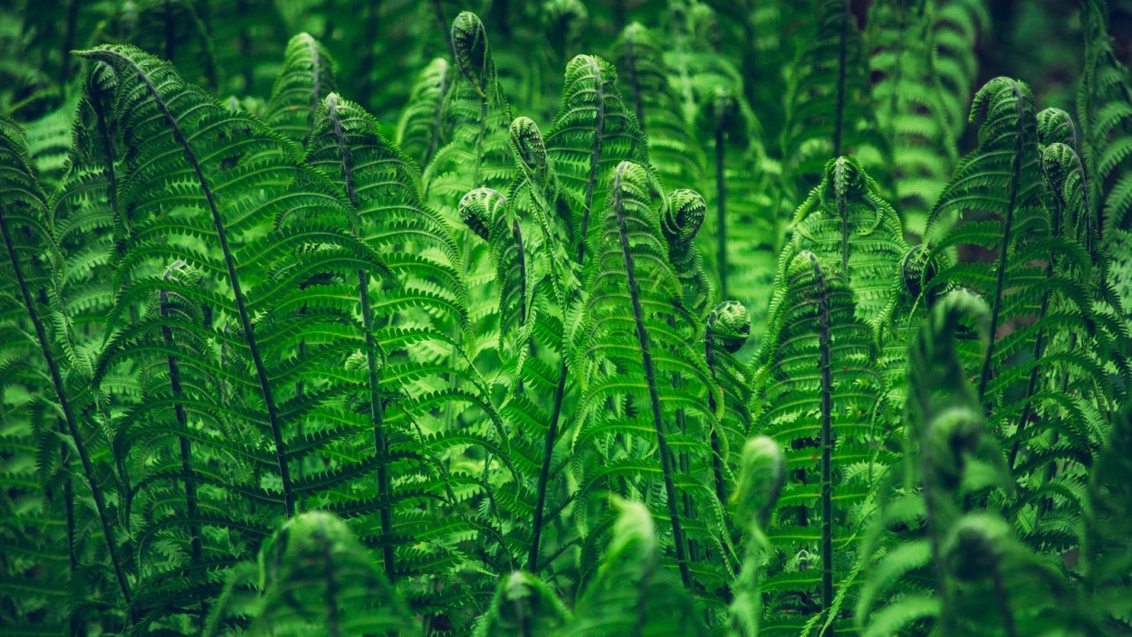 Щитовник Байкальский заповедник