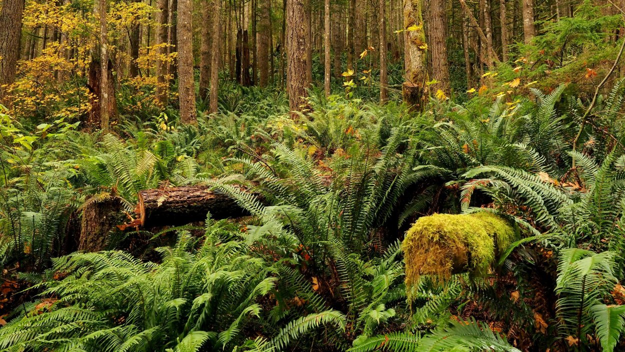 Асплениум эпифит