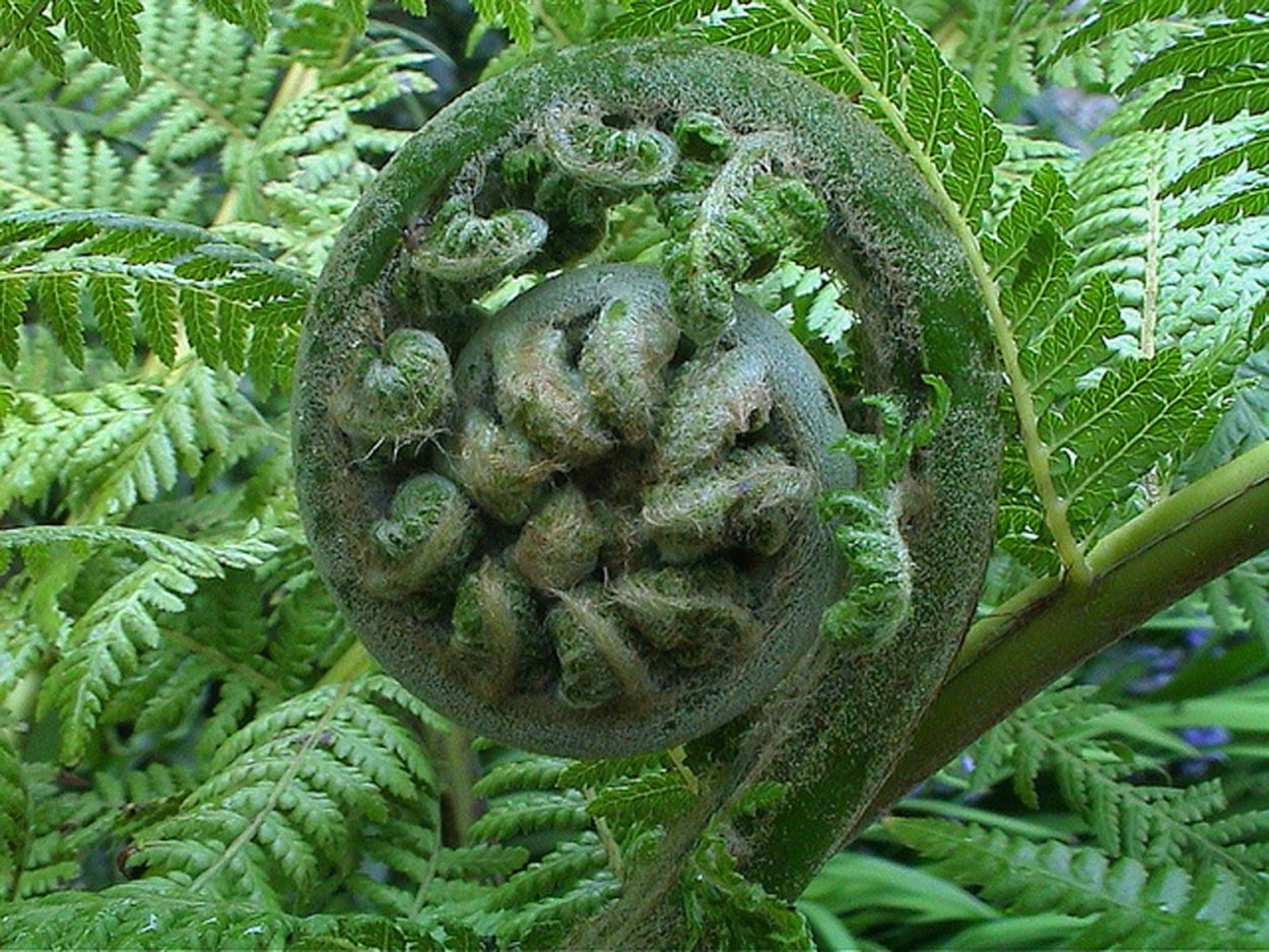 3. Орляк обыкновенный (Pteridium aquilinum)