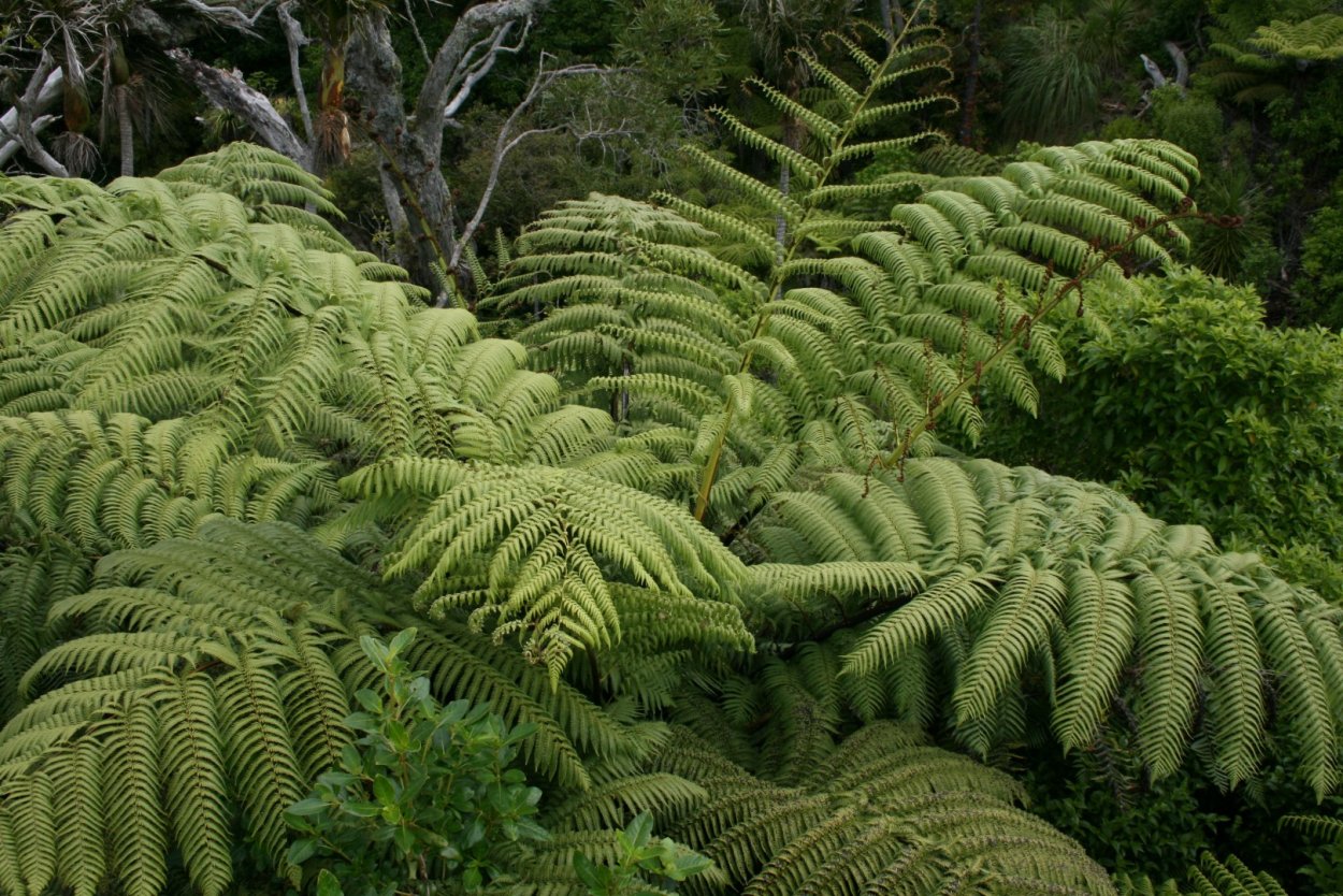 Папоротник (Polypodiophyta)