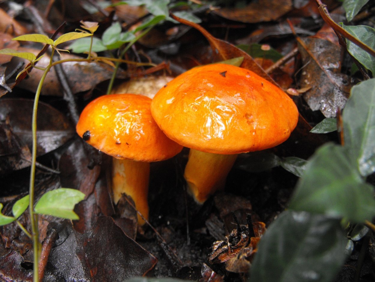 Паутинник абрикосово-желтый