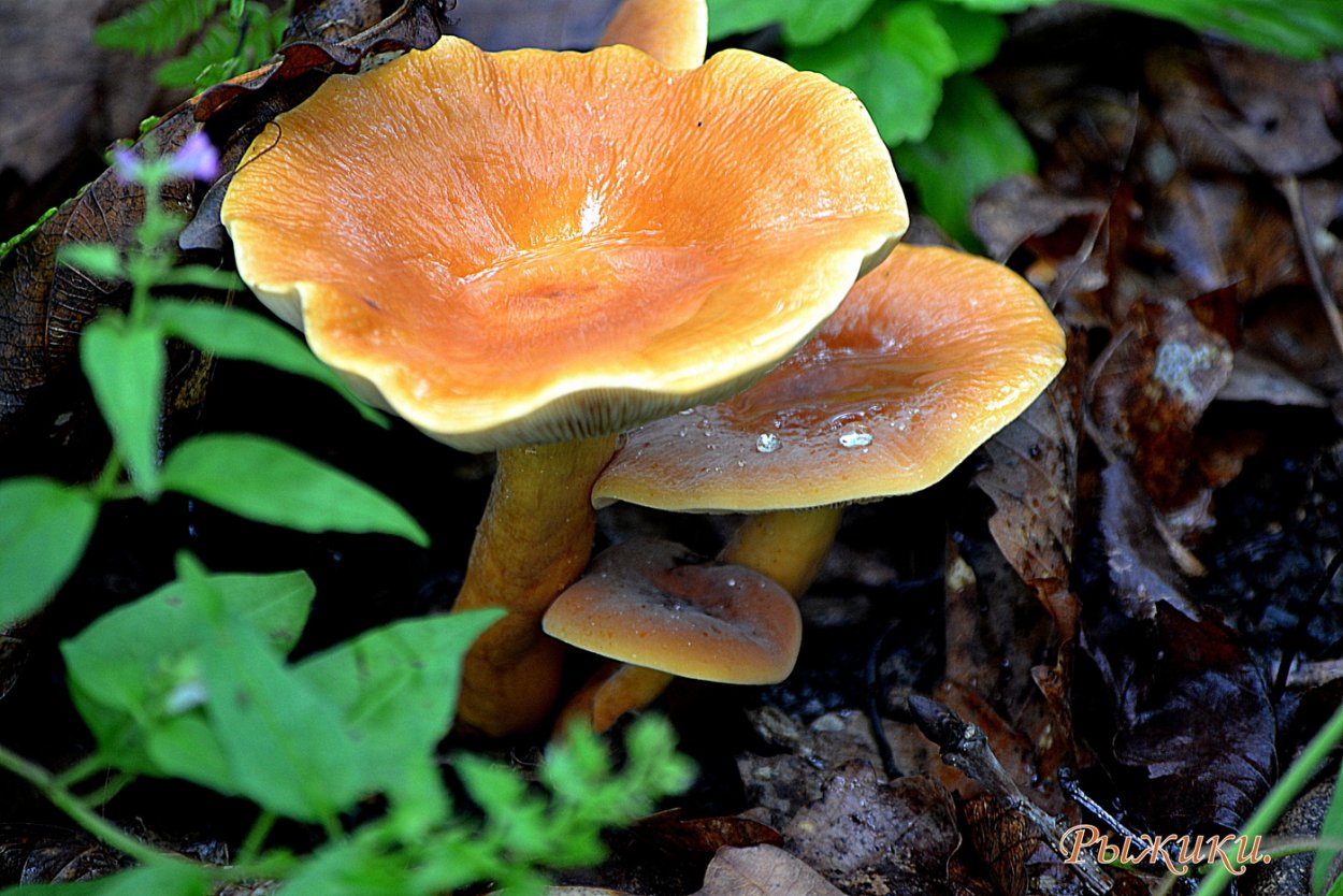 Сибирский Рыжик