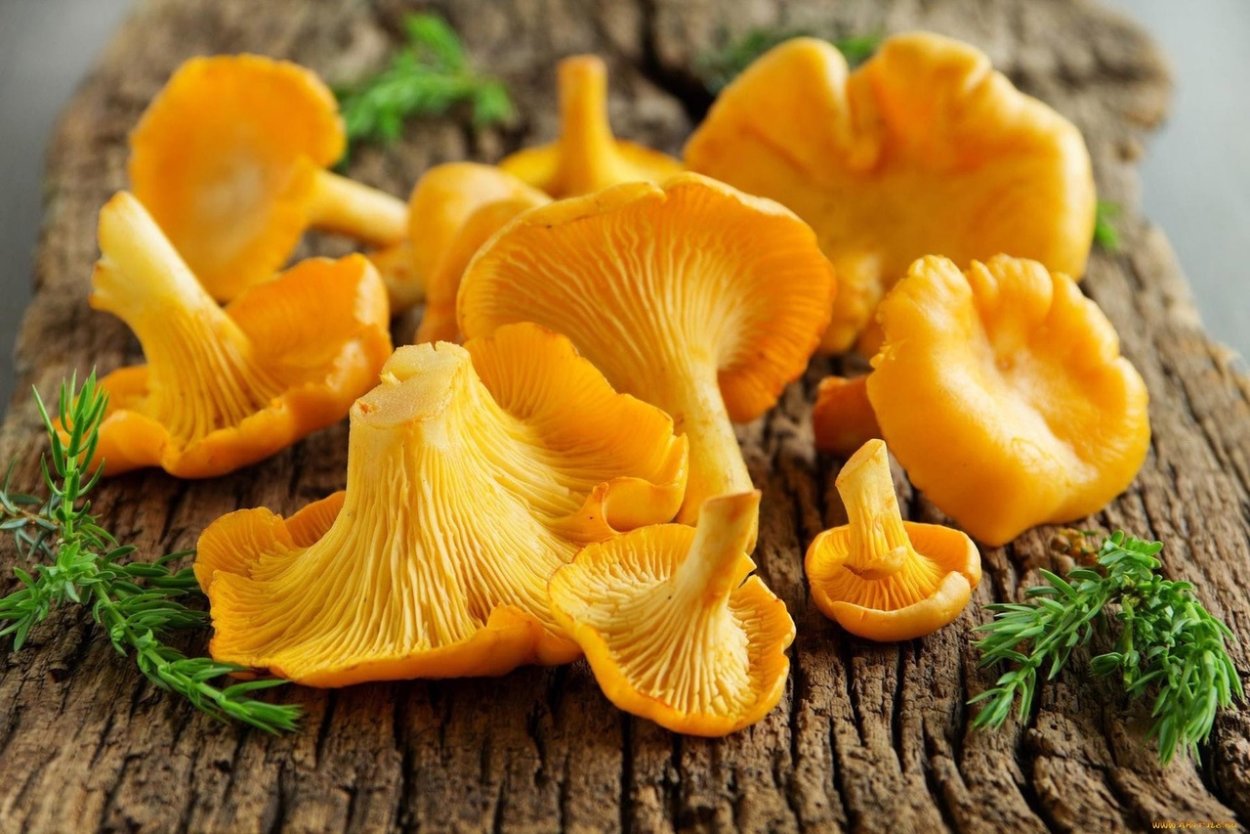 Лисичка желтая (Cantharellus cibarius)
