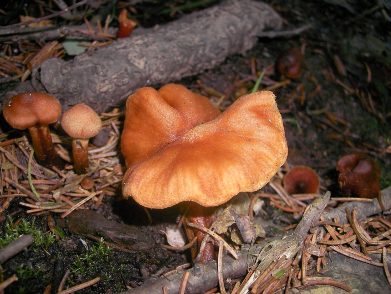 Паутинник плюшевый Cortinarius orellanus