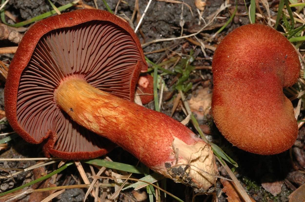 Lactarius aurantiacus