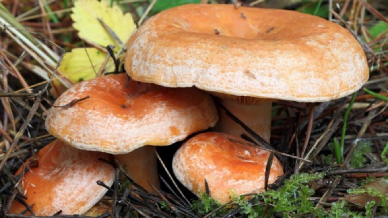 Рыжик еловый (Lactarius deterrimus)