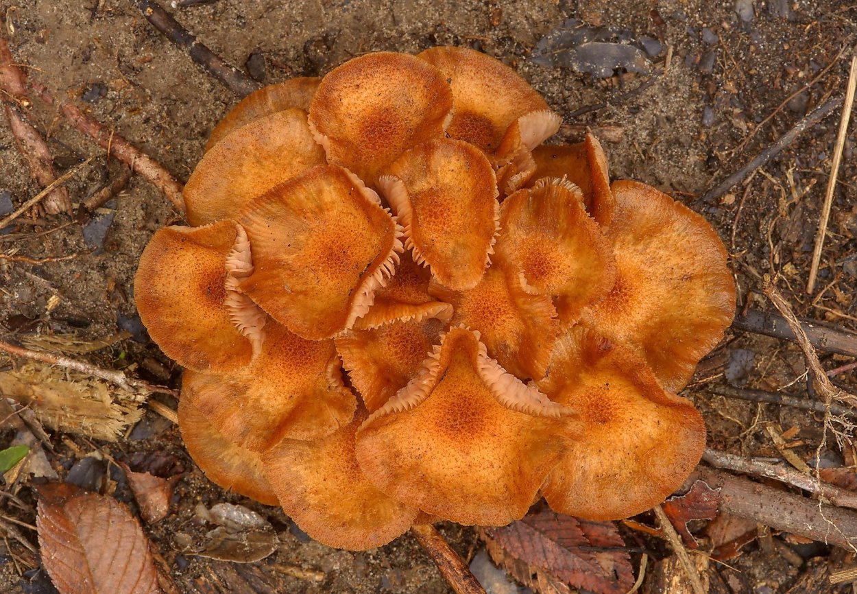 Рыжик Сосновый/Боровой (Lactarius deliciosus);