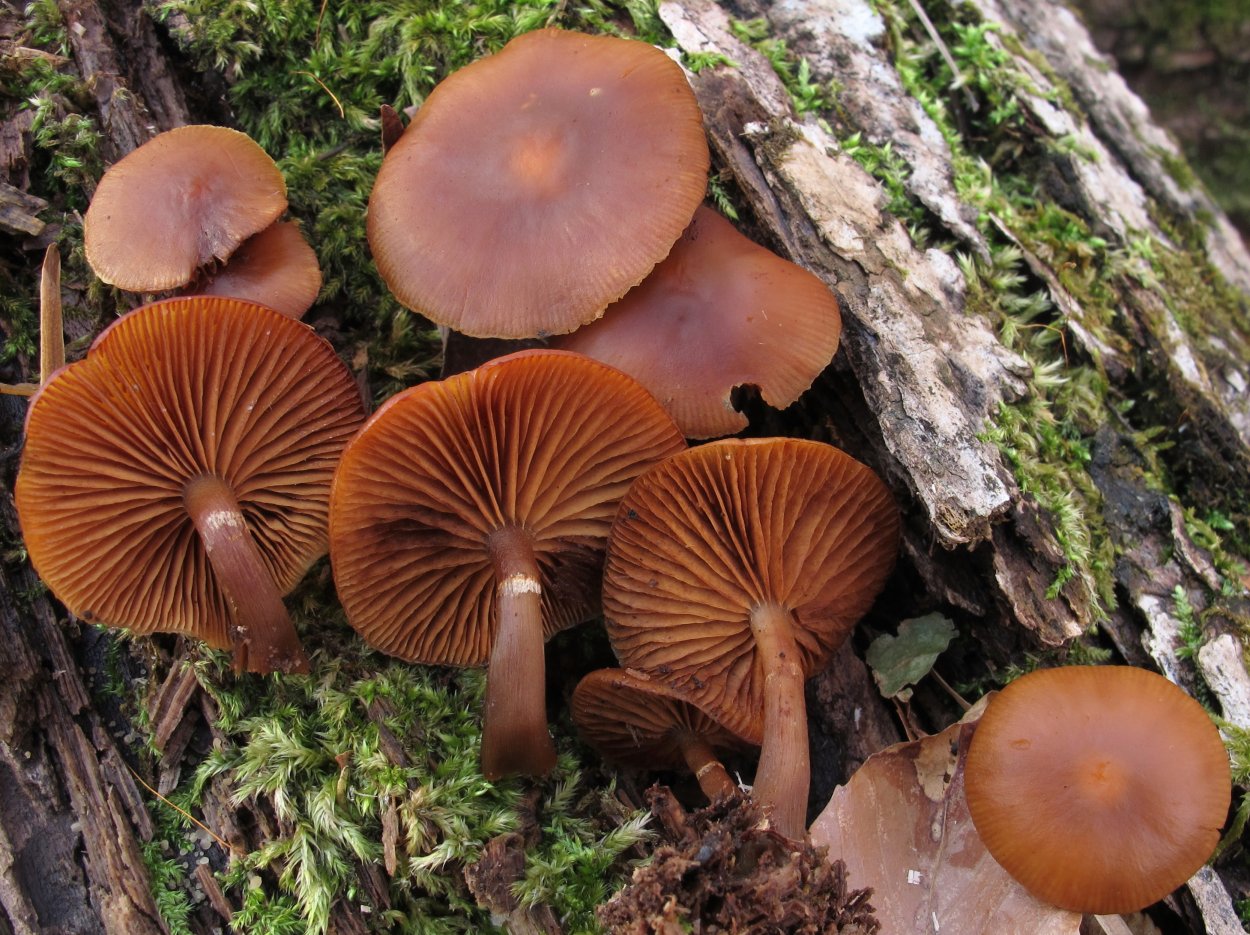 Рыжик гриб съедобный