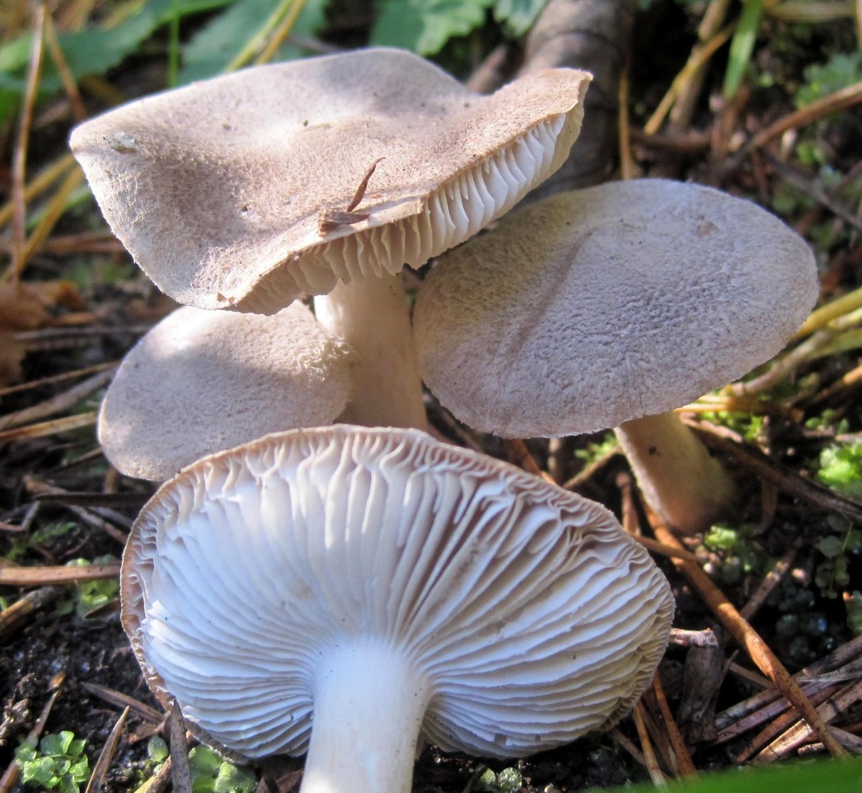 Рядовка опоясанная Tricholoma cingulatum