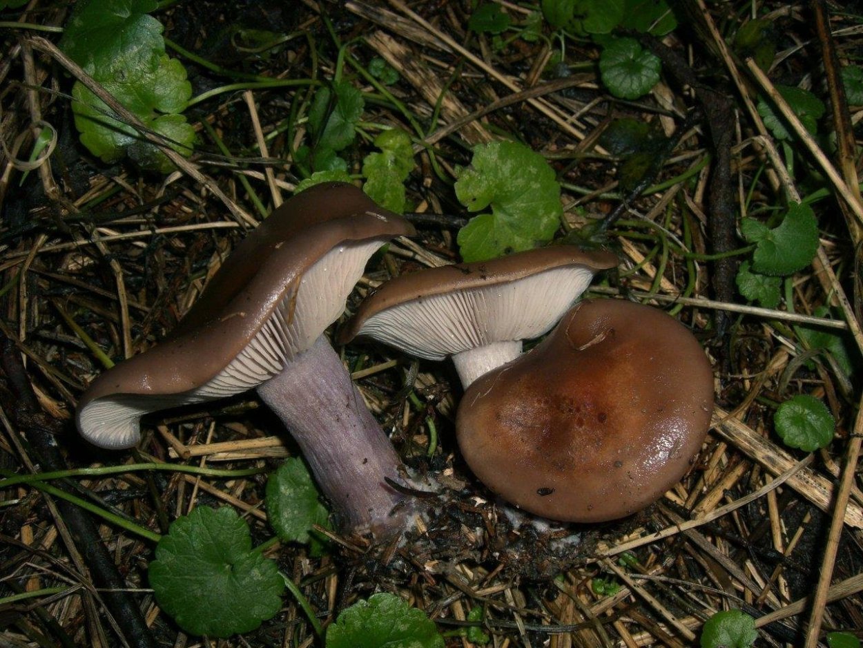 Рядовка Луговая