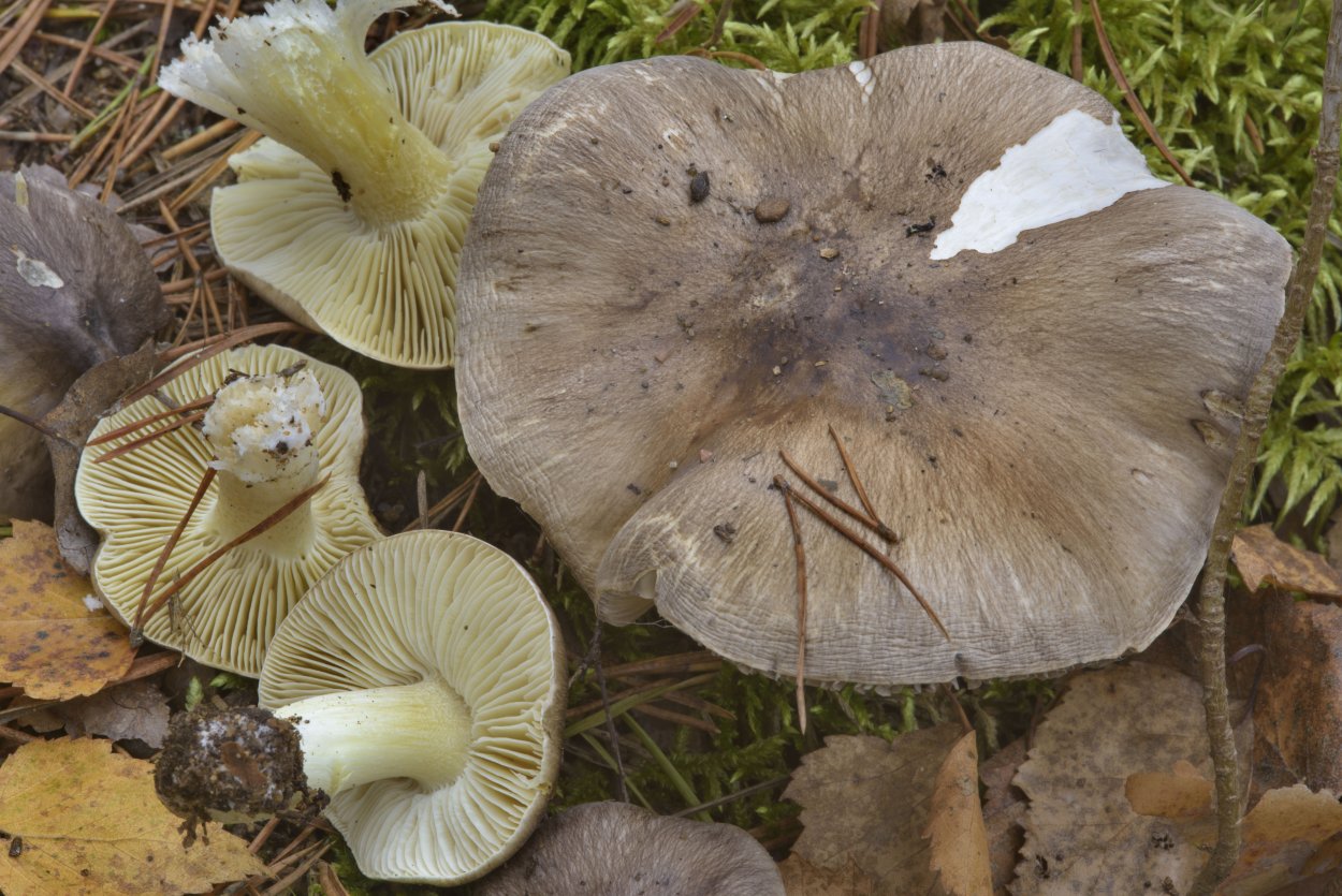 Tricholoma portentosum