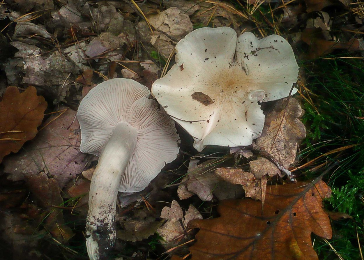 Tricholoma columbetta