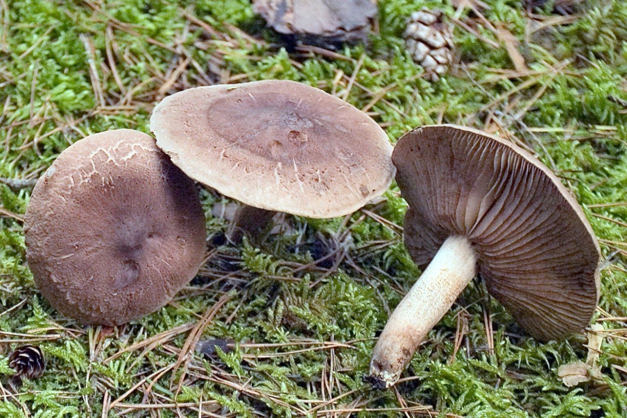 Рядовки серушки