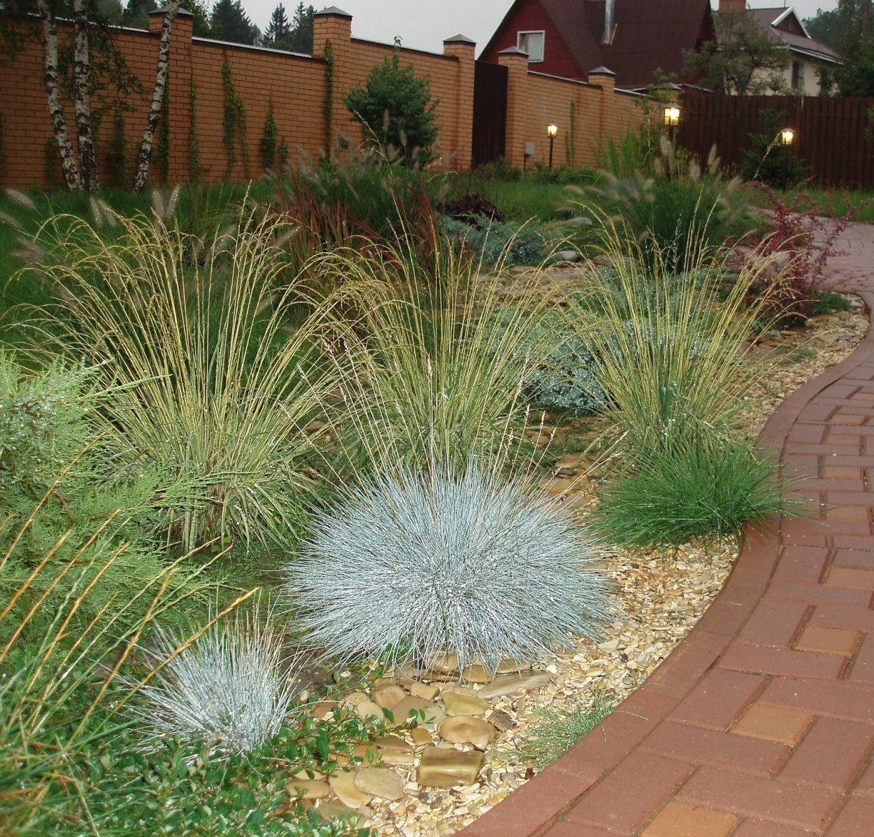 Осока мискантус